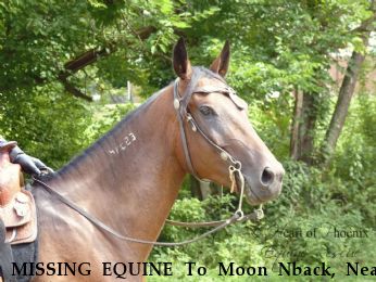 MISSING EQUINE To The Moon Nback, Near Chillicothe, OH, 45601
